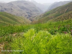 یکی از بهترین دره های ایران