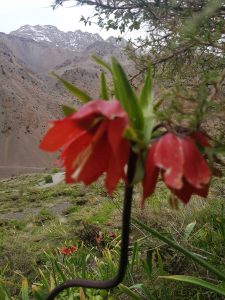 Fritillaria