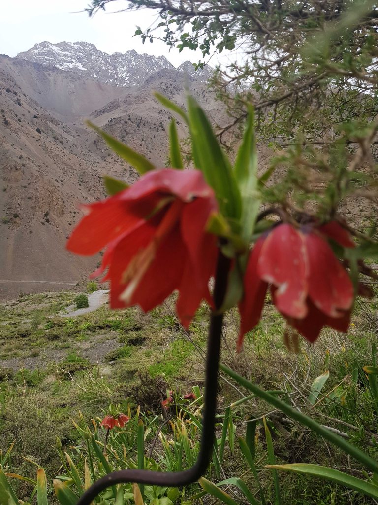 Fritillaria flower