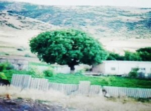 صبح پاک روستا