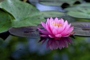 Lotus flower