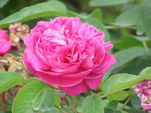 Roze
