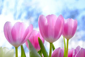 Tulip Flower